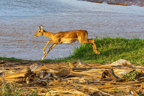 deer in the wild