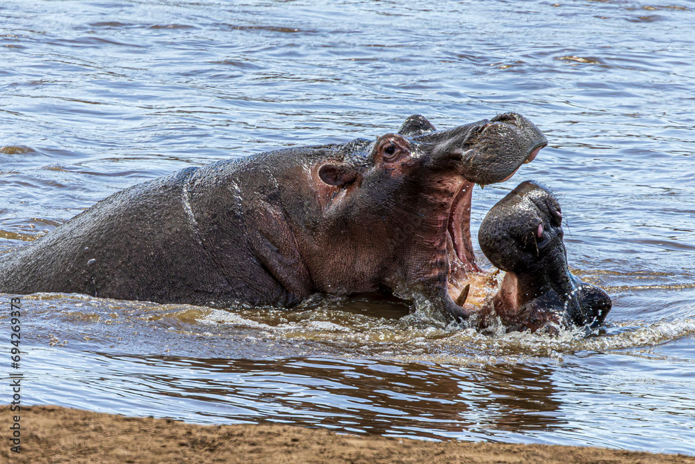 Fototapeta premium hippos