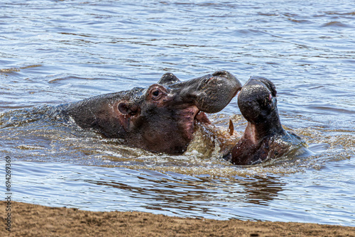hippos © Alvaro