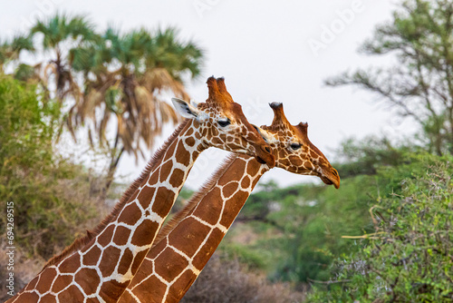 Photography giraffe