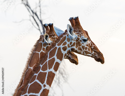 Canvas Print giraffe
