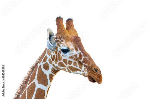 Photography giraffe