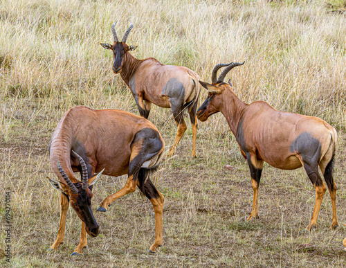antelope in the savannah photo