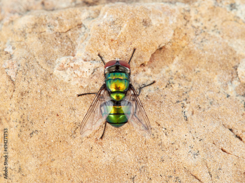 Bright green fly on a stone. Chrysomya albiceps photo