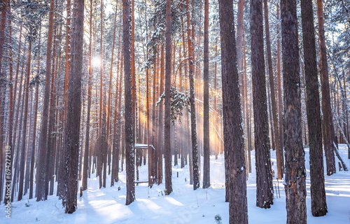 Christmas winter forest in the morning