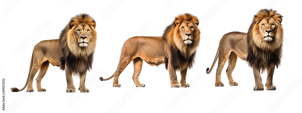 Obraz premium Collection of adult Lions. Portrait of a King. Side view of a Lion walking, looking at the camera, Panthera Leo, isolated on a white background as transparent PNG, animal bundle