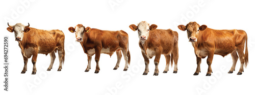 Collection of cow's brown and white portraits from different angles isolated on a white background as transparent PNG, animal bundle