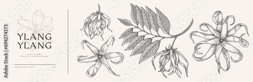 Set of flowers, buds and leaves of the ylang-ylang tree. Beautiful tropical plant in engraving style. Botanical vector illustration for floral design in perfumery and cosmetology.