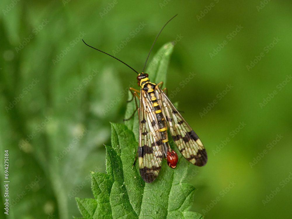 Male scorpion fly on a plant. Green background. Genus Panorpa. Male scorpion fly on a plant. Green background. Genus Panorpa.