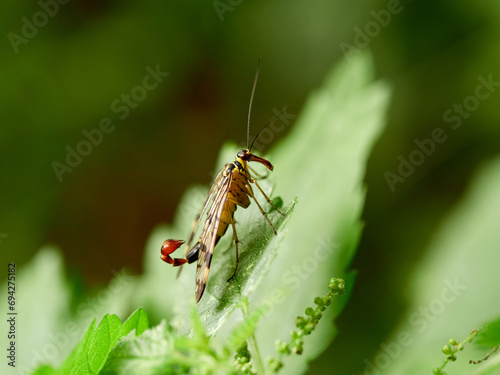 Male scorpion fly on a plant. Green background. Genus Panorpa.