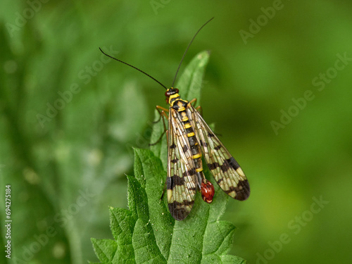 Male scorpion fly on a plant. Green background. Genus Panorpa. © Macronatura.es