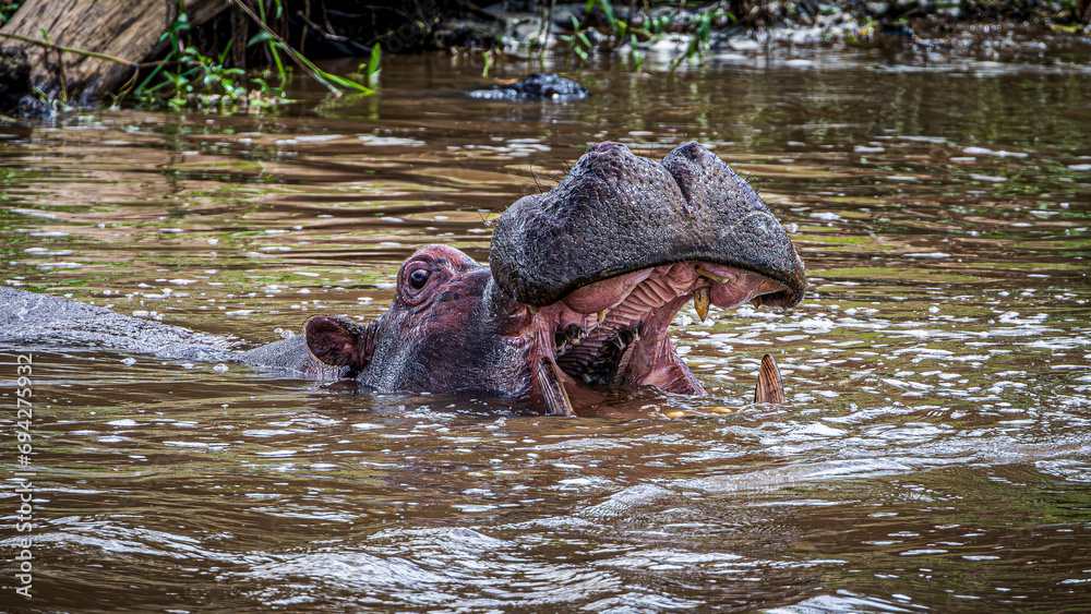 Fototapeta premium hippopotamus