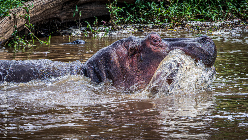 Fototapeta premium hippopotamus