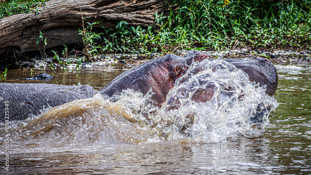 Fototapeta premium hippopotamus