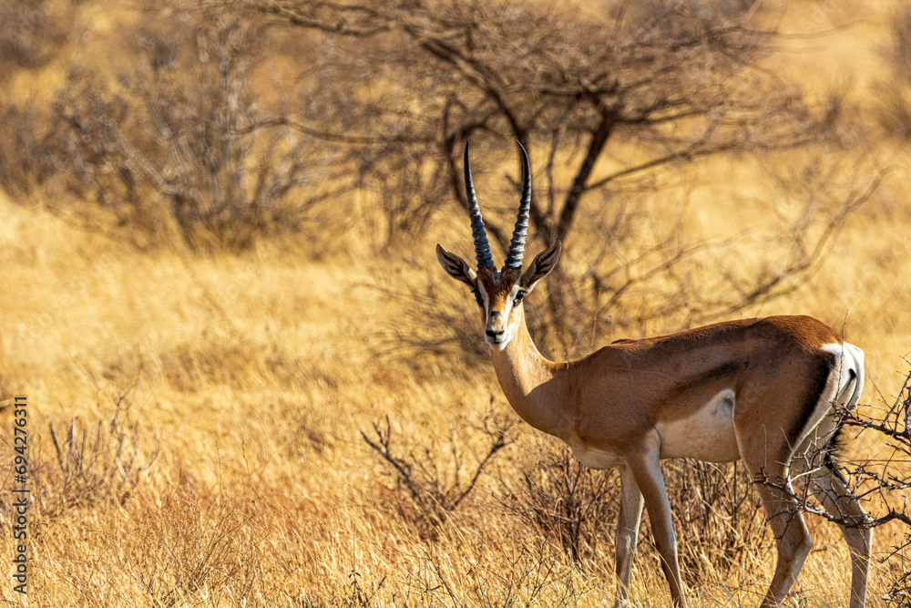 Obraz premium impala in the savannah