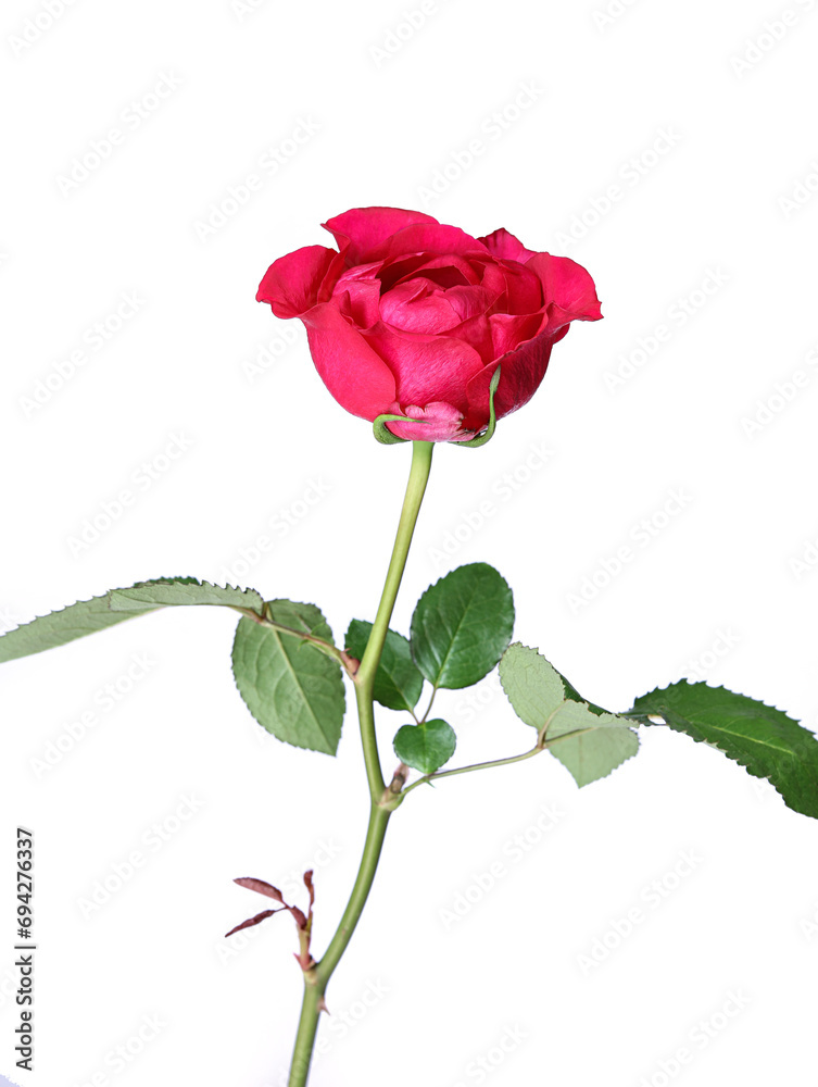 Obraz premium red rose isolated on white background