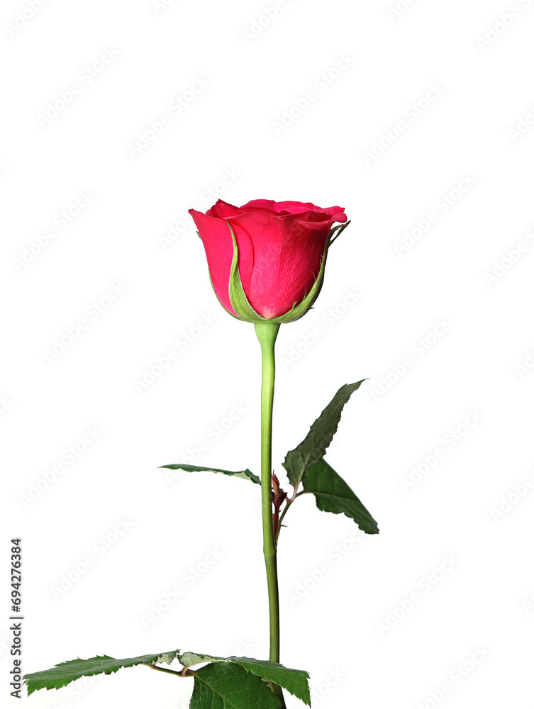 Obraz premium red rose isolated on white background