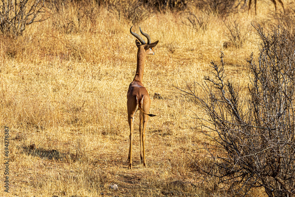 Naklejka premium impala in the savannah