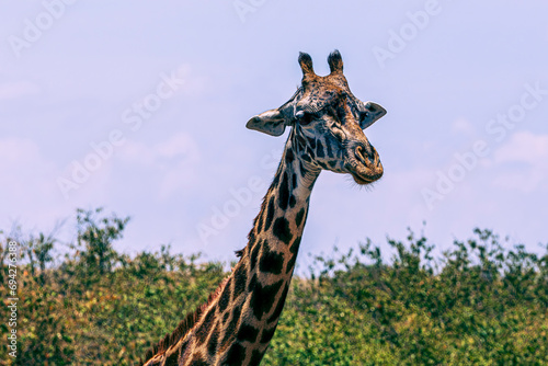Canvas Print giraffe in the savannah