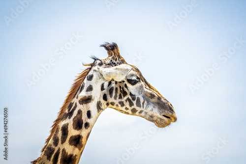 Sticker giraffe in zoo