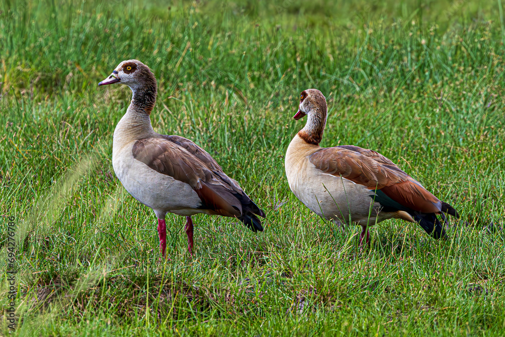goose on the grass goose on the grass