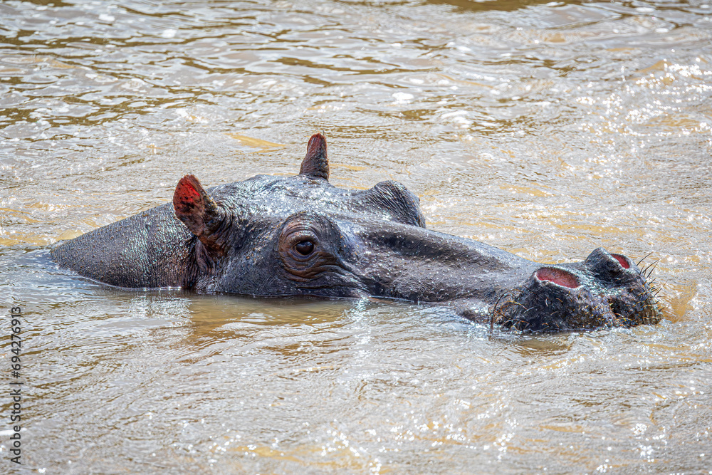 Fototapeta premium hippopotamus