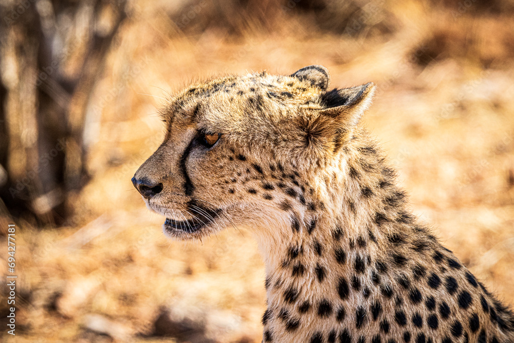Naklejka premium cheetah