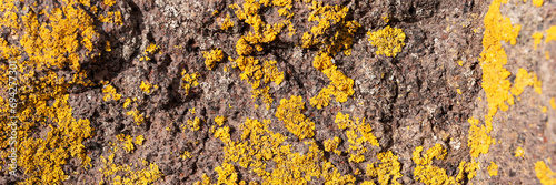 Panoramic image. Rocks with yellow lichen in the mountains