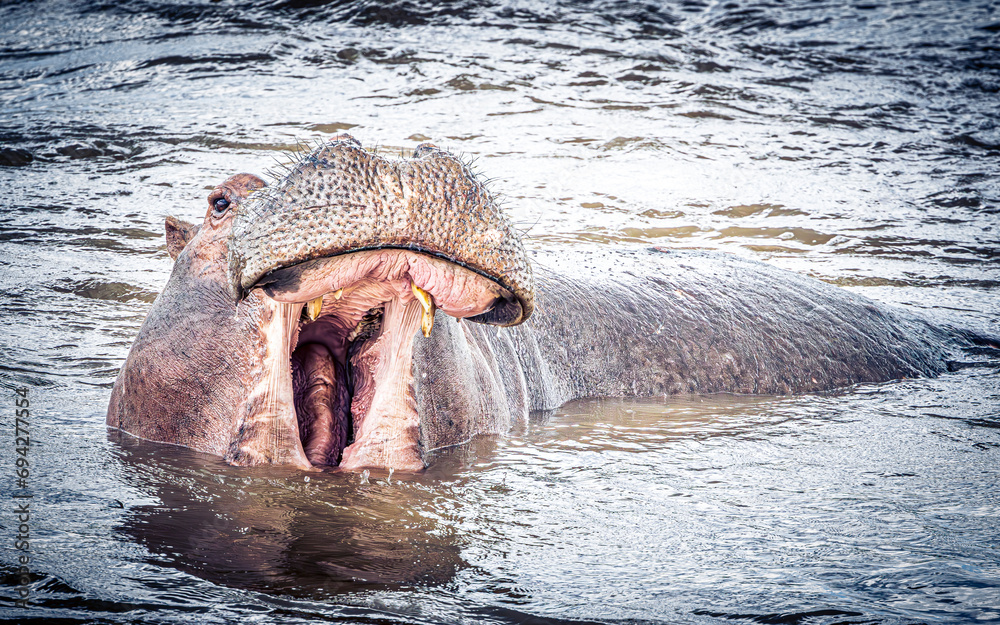 Fototapeta premium hippopotamus