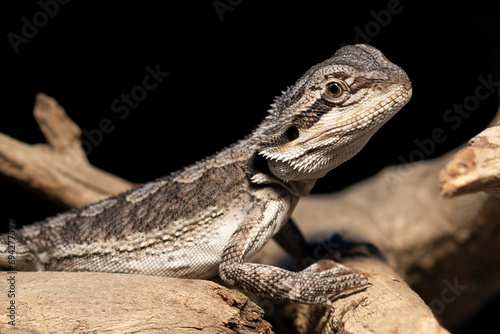 Australian Reptile - Female Bearded Dragon. Close up of baby lizard about 2 months old basking under a heat lamp on wooden branches with black background