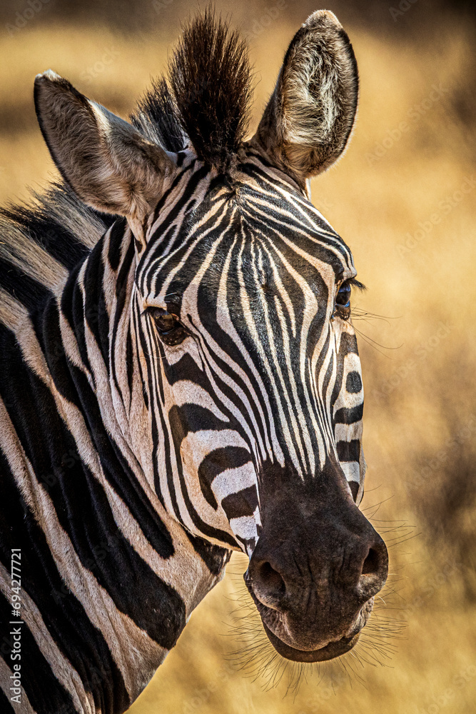 Naklejka premium zebra