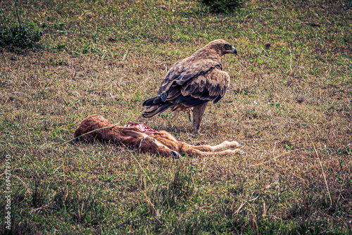 vulture in the serengeti