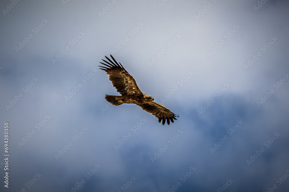 eagle in flight