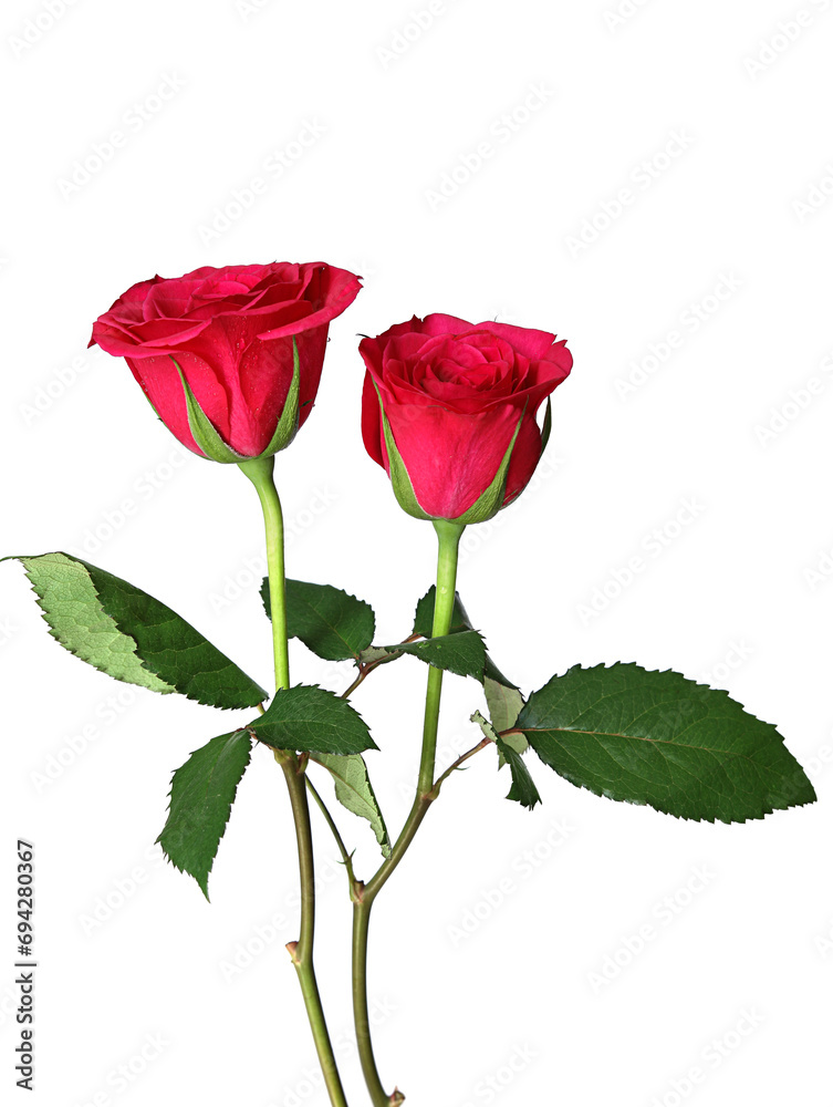 Fototapeta premium red rose isolated on white background