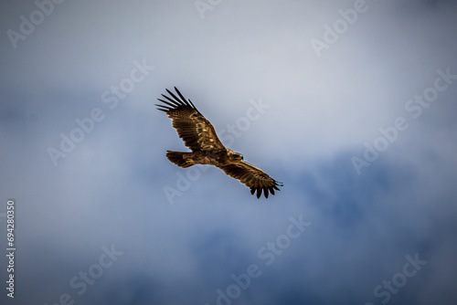 eagle in flight © Alvaro