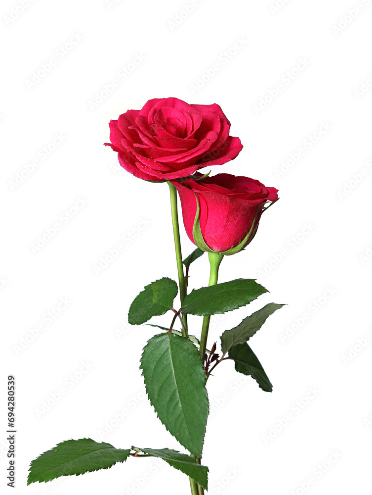 Fototapeta premium red rose isolated on white background