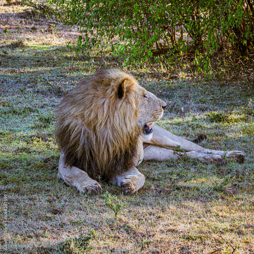 Naklejka premium lion