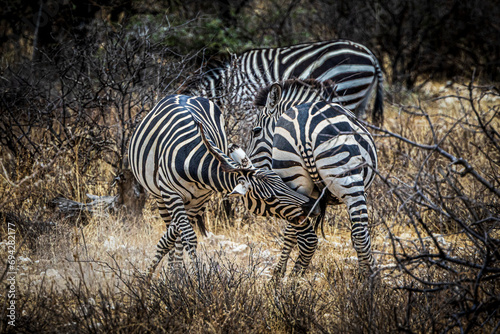 zebras