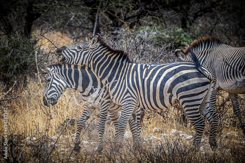 zebras