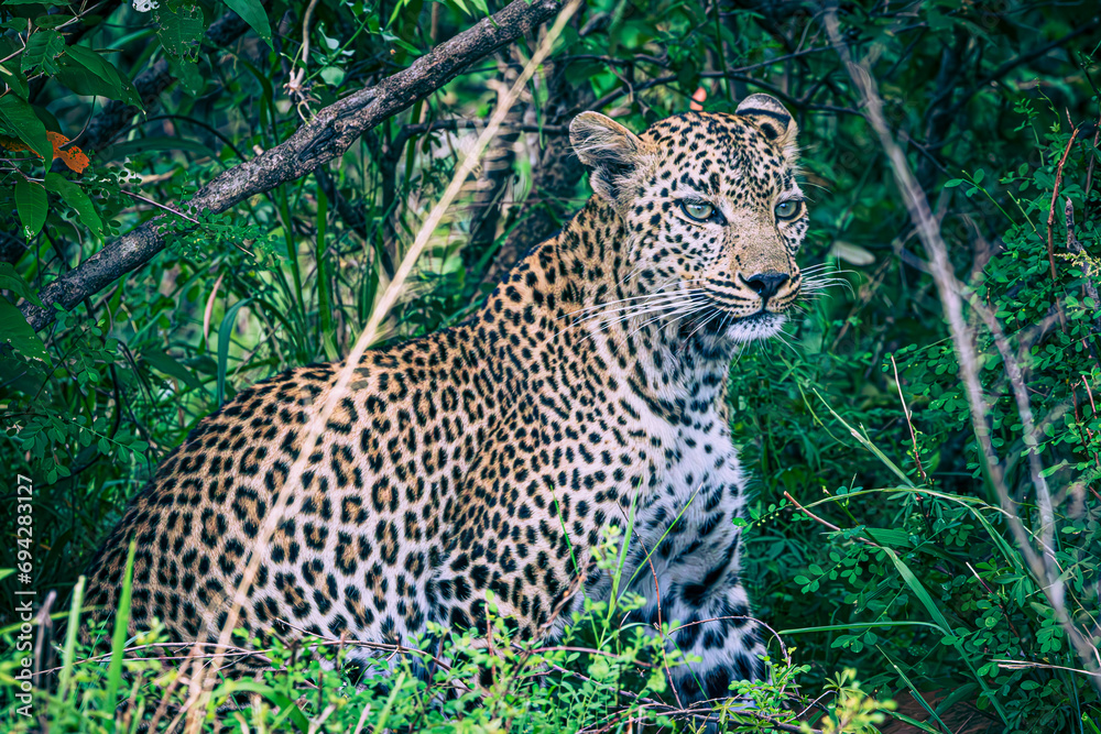 leopard leopard