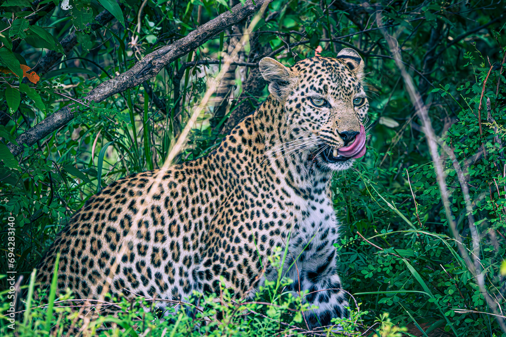 Naklejka premium leopard