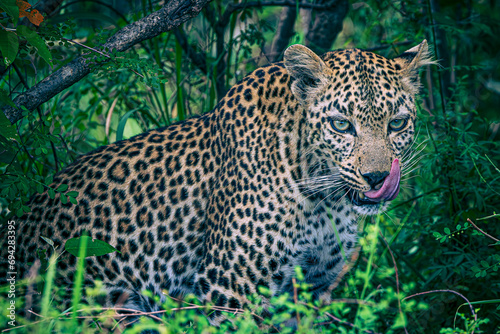 leopard © Alvaro
