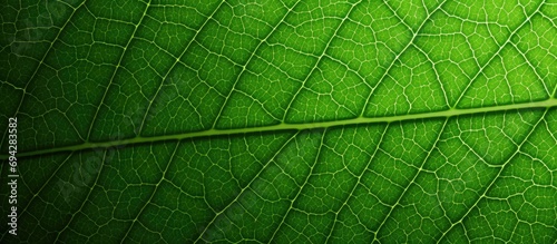Green leaf up close.
