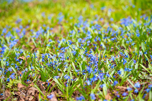 Scilla siberica (the Siberian squill or wood squill) in sunny spring day photo