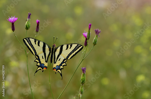 Papilio alexanor 1055 photo