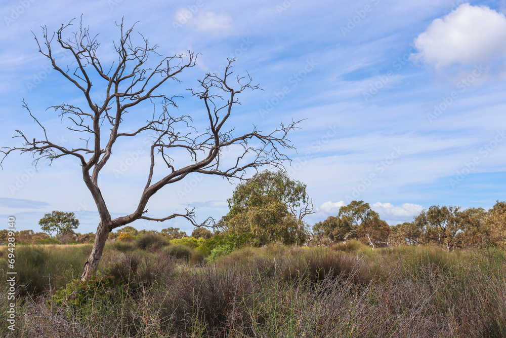 australian grassland landscape with dead tree australian grassland landscape with dead tree