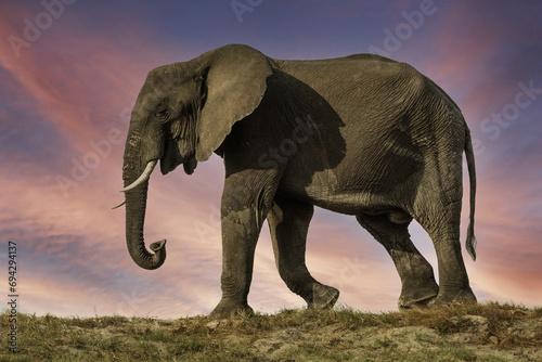 elephant walking on edge of river bank