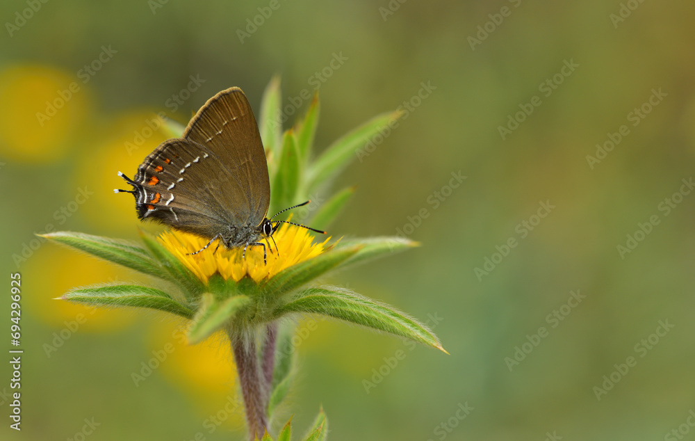 Obraz premium Satyrium ilicis 1063