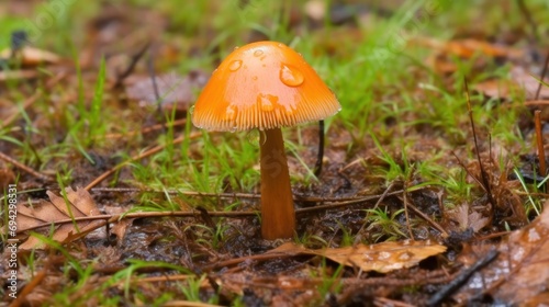 Little wet mushrooms in a forest.