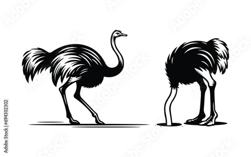 Ostrich Bird Vector